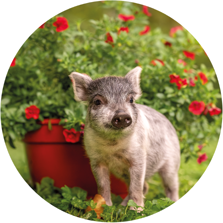 landflair interviewfoto Schwein 1667x1667